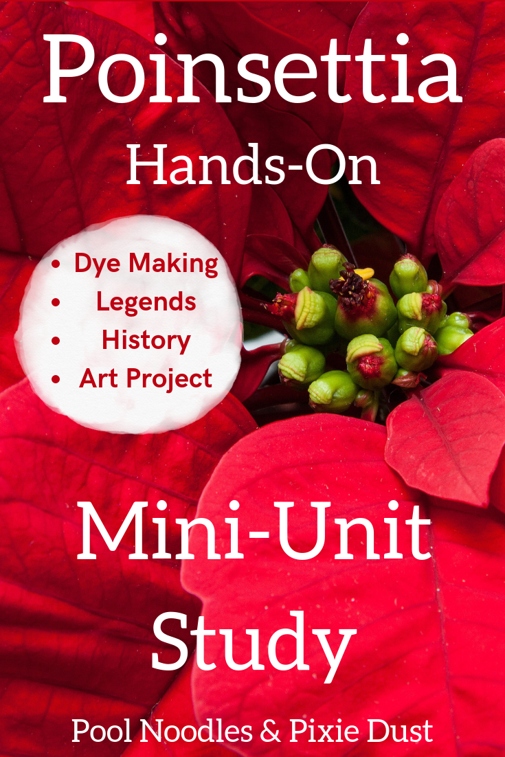 Poinsettia Hands-On Mini-Unit Study - Learn about the Poinsettia plant with a hands-on mini unit study! Try making dye like the Aztecs, a mixed media art project, and learning the history, culture, origins and legend of this Christmas plant. - Pool Noodles & Pixie Dust