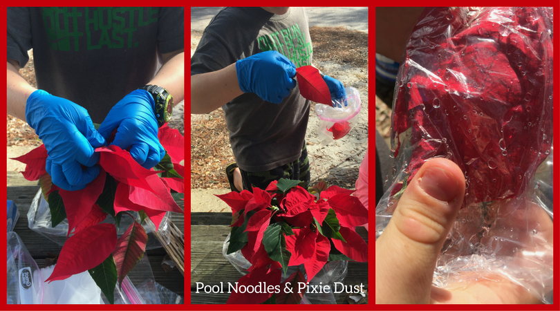 Poinsettia Hands-On Mini-Unit Study - Learn about the Poinsettia plant with a hands-on mini unit study! Try making dye like the Aztecs, a mixed media art project, and learning the history, culture, origins and legend of this Christmas plant. - Pool Noodles & Pixie Dust