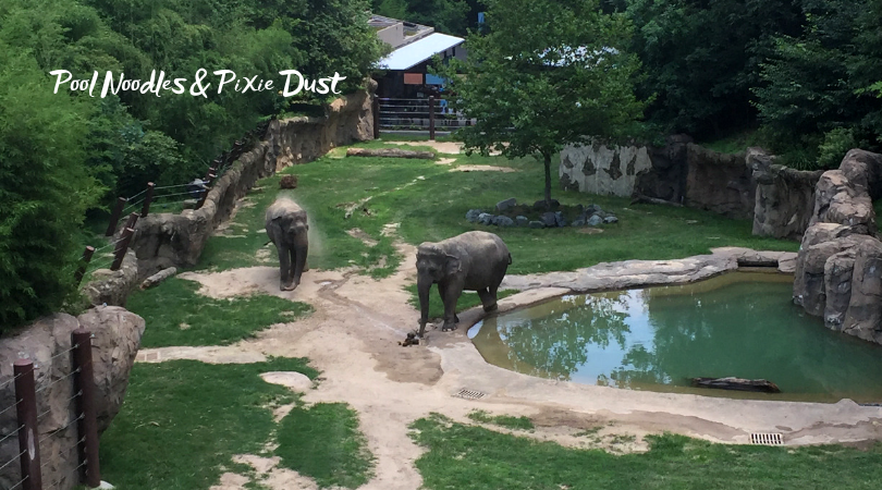 Animals that start with E - Elephant - Letter of the Week Letter E - Pool Noodles & Pixie Dust