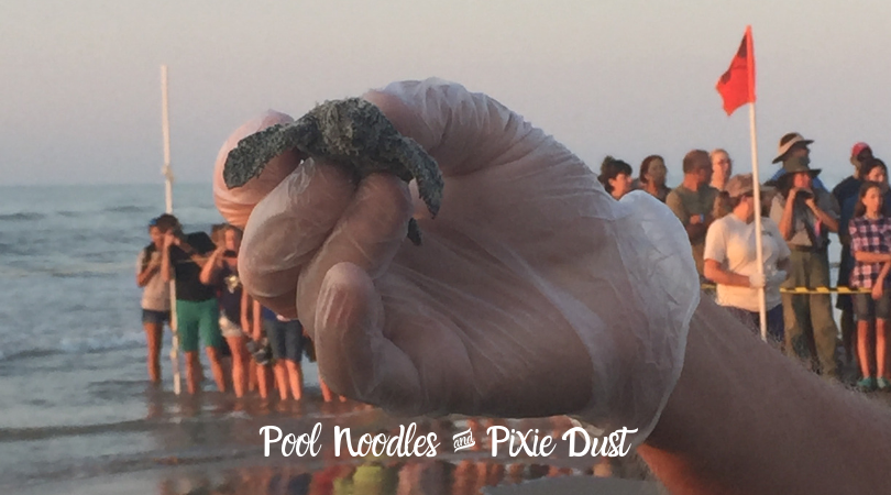 Kemp's Ridley Hatchling - Pool Noodles & Pixie Dust